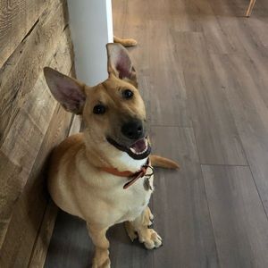 Meet your Posher, Molly